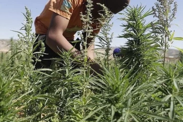 இலங்கையில் கஞ்சா பயிரிட வெளிநாட்டவர்களுக்கு அனுமதி!