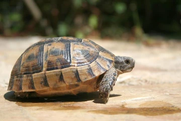 அட... இது நல்லா இருக்கே.. கால்பந்தாடிய ஆமை - வைரலாகும் வீடியோ