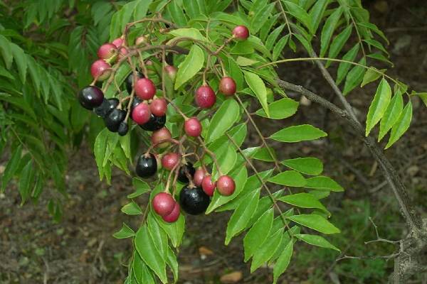 காய்கறியே தேவை இல்லை - வெறும் கறிவேப்பிலை வைத்து தம்புளி செய்ங்க | How To Make Karnataka Style Karuveppilai Thambuli
