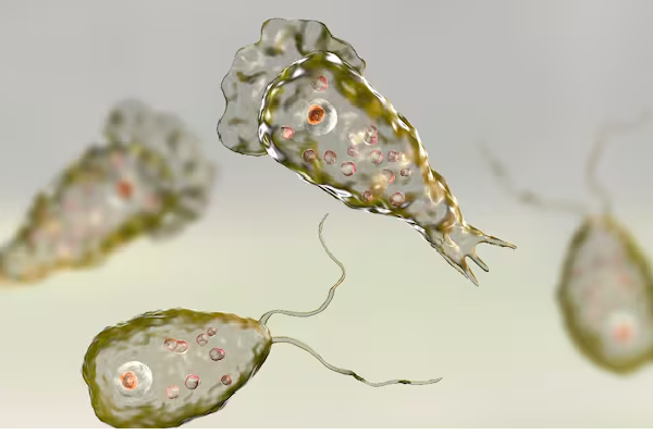 மூளையை தின்னும் அமீபா தொற்று; 4 பேர் பலி - அதிகரிக்கும் அச்சம்! | Kerala 4 People Die Of Brain Eating Amoeba மூளையை தின்னும் அமீபா தொற்று; 4 பேர் பலி - அதிகரிக்கும் அச்சம்! | Kerala 4 People Die Of Brain Eating Amoeba