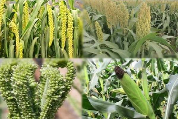 நாட்டில் தானிய செய்கைக்கான காப்பீட்டுத் திட்டம் அறிமுகம் | Insurance Scheme For Grain Cultivation Introduced