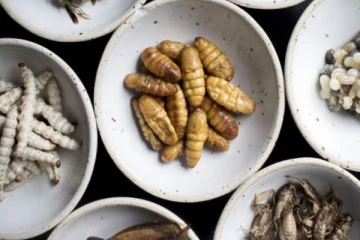 பிரபல நாடொன்றில் பூச்சிகளை சாப்பிட அனுமதி?