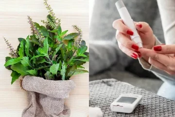 சர்க்கரை நோய் கட்டுக்குள் வைக்கும் துளசி!எப்படி சேர்த்து கொள்ளலாம்?