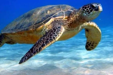 கடல் ஆமை இறைச்சி உண்ட மூவர் உயிரிழப்பு; 32 பேர் வைத்தியசாலையில்