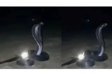 நாகமணியை பாதுகாக்கும் ராஜநாகம்... கேமராவில் சிக்கிய அற்புதமான காட்சி இதோ!