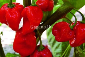 ඒක අහලා බඩ පපුවත් දැවිල්ලට ආවා.. නයි මිරිස් කිලෝවක ගාණ බලන්නකෝ..