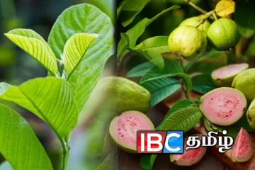 ஒரு கைப்பிடி கொய்யா இலை : இவ்வளவு அற்புதங்கள் செய்ய முடியுமா?