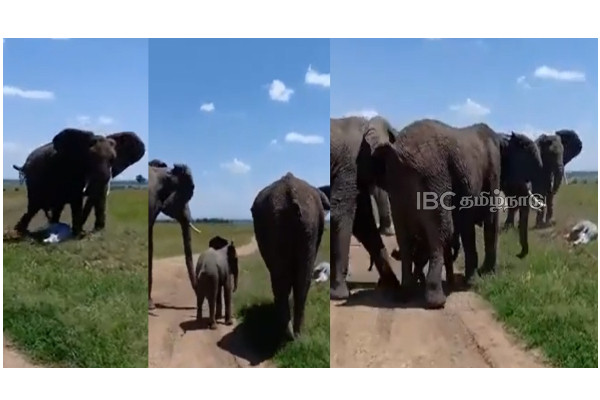 african-elephant-baby-elephant-birth-viral-video african-elephant-baby-elephant-birth-viral-video