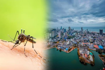 கொழும்பில் பாடசாலைகள் மற்றும் அரச நிறுவனங்களில் தீவிரமாக பரவும் டெங்கு