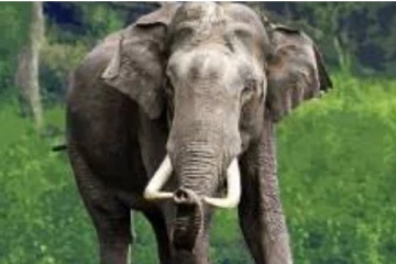 மலேசியாவில் பள்ளிக்குள் திடீரென நுழைந்த யானை