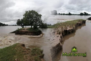 திருகோணமலையில் சீரற்ற காலநிலையால் பாதிக்கப்பட்ட விவசாய நிலங்கள்!