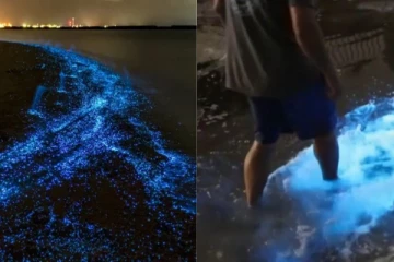 கனவை மிஞ்சும் அதிசயம்..! நீல நிறத்தில் ஒளிரும் கடல்...ஆச்சரியத்தில் திகைக்கும் மக்கள்!!