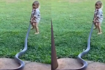 ராட்சத பாம்பை அசால்டாக பிடித்த குழந்தை! பின்பு நடந்தது என்ன?