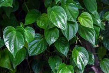 ඔබ දන්නවාද බුලත් කොල සතු මෙම ගුණ ඇති බව..