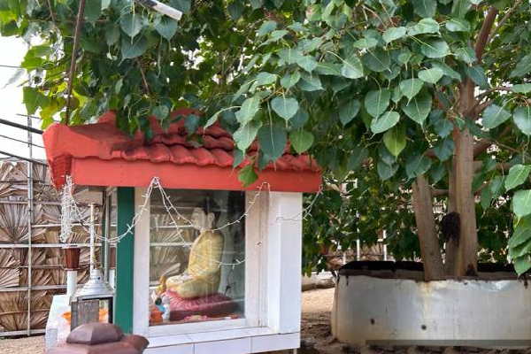 கச்சத்தீவில் அரச மரங்கள் நடப்பட்டு புத்தர் சிலைகள் வைப்பு! அம்பலமாகும் உண்மை | Kachchatheevu Buddha Statues Placed Royal Trees