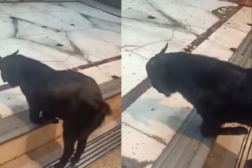 கோவிலில் முட்டிப்போட்டபடி வணங்கிய ஆடு; வைரலாகும் காணொளி!