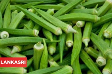 வெறும் 100 கிராம் வெண்டைக்காய் சாப்பிட்டால் உடலில் ஏற்படும் அற்புதங்கள்