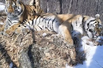 3 ஆண்டுகள்.. 200 கிமீ.. தனது காதலியை தேடி நெடுந்தூரம் பயணித்து வந்த புலி - சுவாரஸ்ய நிகழ்வு!