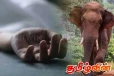காட்டு யானை தாக்கி விவசாயி உயிரிழப்பு