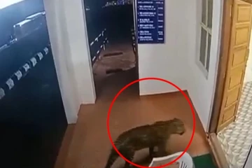 காவல்நிலையத்திற்குள் மாஸ் எண்ட்ரி கொடுத்த சிறுத்தை... பொலிசாரின் ரியாக்ஷனைப் பாருங்க