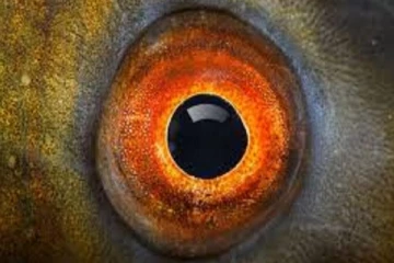 தன் வாழ்நாளில் ஒரு முறை கூட கண்களை மூடாத உயிரினம்: எது தெரியுமா?