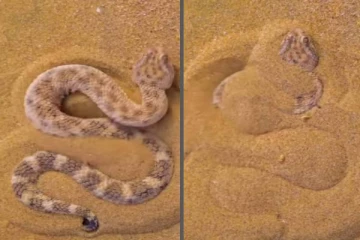 தன்னை தானே மணலில் புதைத்துக்கொள்ளும் பாம்பு! வைரலாகும் காணொளி