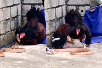 குஞ்சுகளை வேட்டையாட வந்த பாம்பு... ஆயிரம் மடங்கு பெலனுடன் சண்டையிட்ட தாய் கோழி