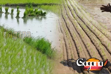 දකුණේ පුරන් කුඹුරු 17,000ක් වගා කිරීමට සැලසුම්