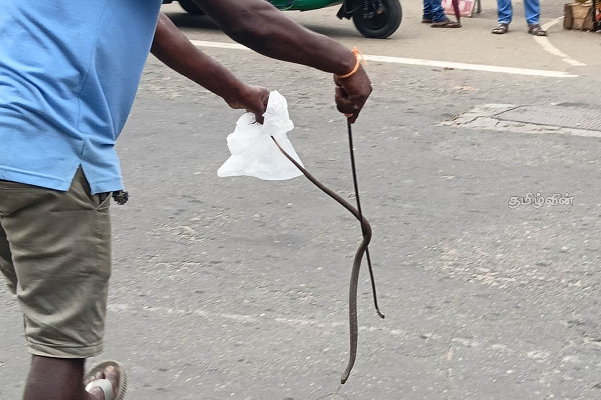 மோட்டார் சைக்கிளின் பாதுகாப்பு கவசத்திற்குள் புகுந்த பாம்பு..! பதறிப்போன உரிமையாளர் | Snake Enters Motorcycle S Protective Shield