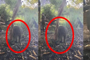 ஏ 09 பிரதான வீதியில் தாயை பிரிந்த குட்டியானை மீட்பு