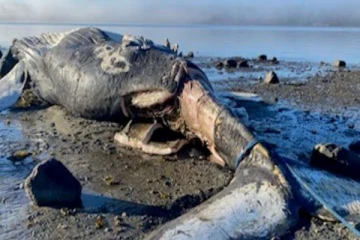 கனடாவில் இறந்த திமிங்கிலத்தினால் நாய்களுக்கு ஏற்பட்ட நிலை