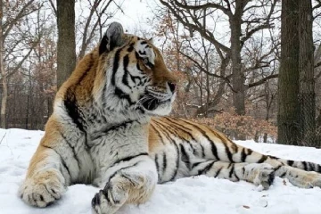 அமெரிக்காவில் புடின் புலி உயிரிழப்பு: சோகத்தில் பூங்கா நிர்வாகம்!