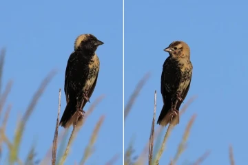 ஆண் பாதி, பெண் பாதி - மிகவும் விசித்திரமான பறவை கண்டுபிடிப்பு