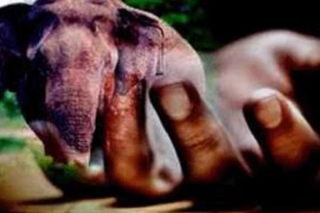 22 හැවිරිදි තරුණයාට දිවි අහිමි කල වල් අලියා..