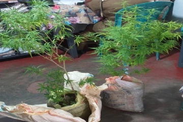 வீட்டின் மேல் மாடியில் கஞ்சா செடி வளர்த்த நபர் கைது(Photos)