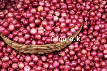 හදිසියේම ළුෑණු මිල සීඝ්‍රයෙන් පහළ බසී..හේතුව මෙන්න.