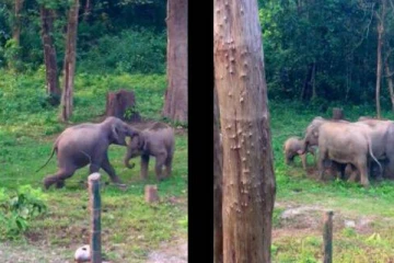 குட்டி யானைகளின் லீலைகள்; வைரலாகும் வீடியோ