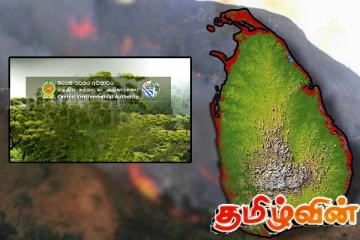 நாட்டில் காட்டுத்தீ சம்பவங்கள் பதிவாகவில்லை: வனப் பாதுகாப்பு திணைக்களத்தின் அறிவிப்பு