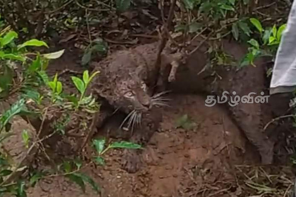 தேயிலை மலைக்குள் சிக்கிய சிறுத்தைப்புலி (Video) | A Leopard Trapped In The Tea Hills Rescued Safely