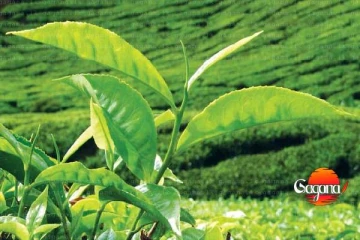 මෙරට පැවති ආපදා තත්වය තේ නිෂ්පාදනයටත් බලපාලා