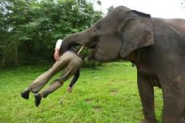 හදපාන්ගලදි ගව හිමියෙකුට සිදු වුනු විනාශය