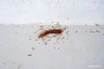 தெற்கு பிரான்சில் பரவும் மின்சார எறும்புகள்: கவலையை உருவாக்கிவரும் விடயம்