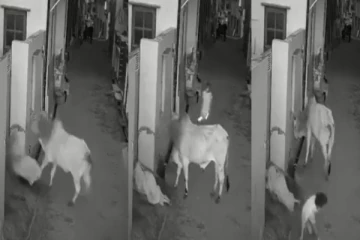 மூதாட்டியை முட்டித் தள்ளிய காளை- உயிரை காப்பாற்றிய சிறுவன் - வைரலாகும் வீடியோ