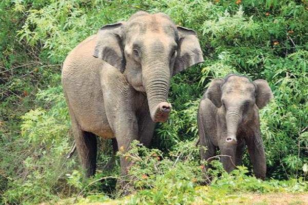 வவுனியாவில் இவ்வருடம் 4 காட்டு யானைகள் உயிரிழப்பு | 4 Wild Elephants Have Died In Vavunia This Year