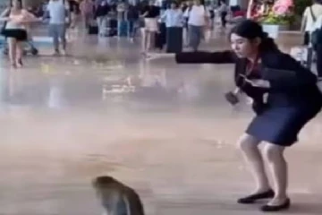 ஏர்போர்ட்டில் நுழைந்த குரங்கு; பெண் ஊழியர் செய்த செயல் - வைரல் வீடியோ!