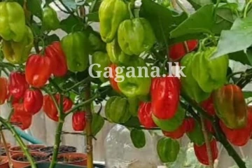 නයි මිරිසුත් සැරටම ගණන් උස්සලා.. හිතා ගන්න පුලුවන් ද ගාණ කීය ද කියලා..