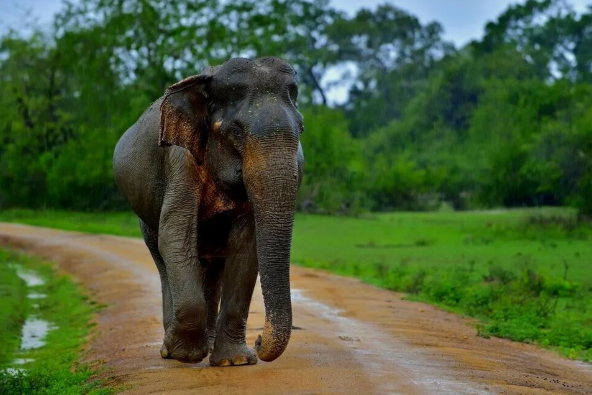 மொனராகலை மாவட்டத்தில் 250 ஏக்கர் காணிகளை தம்வசமாக்க தொழிலதிபர்கள் திட்டம் | Industrialists Lease 250 Acres Land Monaragala