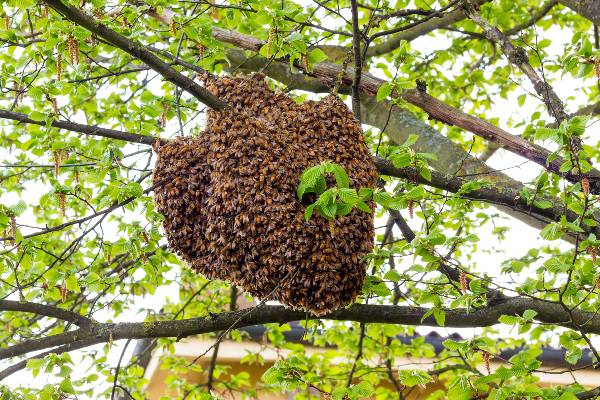 2026இல் உலகை அதிரவைக்க போகும் கணிப்பு ; பாபா வாங்கா போல் நோஸ்ட்ராடாமஸின் தீர்க்கதரிசனம் | Nostradamus Goes Viral Again Just Like Baba Vanga 2026இல் உலகை அதிரவைக்க போகும் கணிப்பு ; பாபா வாங்கா போல் நோஸ்ட்ராடாமஸின் தீர்க்கதரிசனம் | Nostradamus Goes Viral Again Just Like Baba Vanga