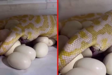 viral video: மலைப்பாம்பு முட்டையிடுவதை பார்த்ததுண்டா? மெய்சிலிர்க்கும் காட்சி!