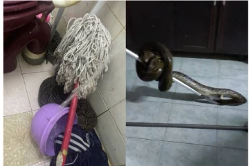 கழிவறையில் இளைஞருக்கு காத்திருந்த பேரதிர்ச்சி... ராட்சத பாம்பு கொடுத்த ஷாக்! பதறி அடித்து ஓட்டம் பிடித்த நபர்